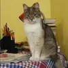 Отзыв от Эмилия Горлова